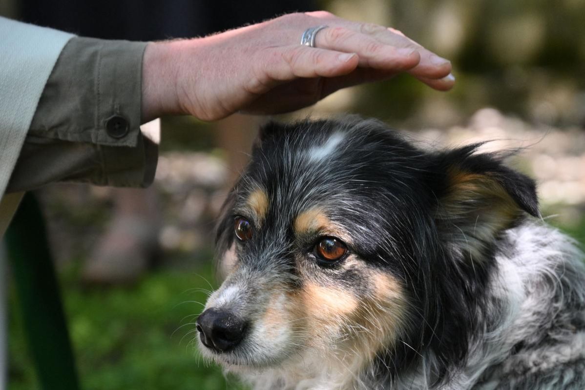 Reconnaître les animaux en tant que victimes : une avancée dans le droit français