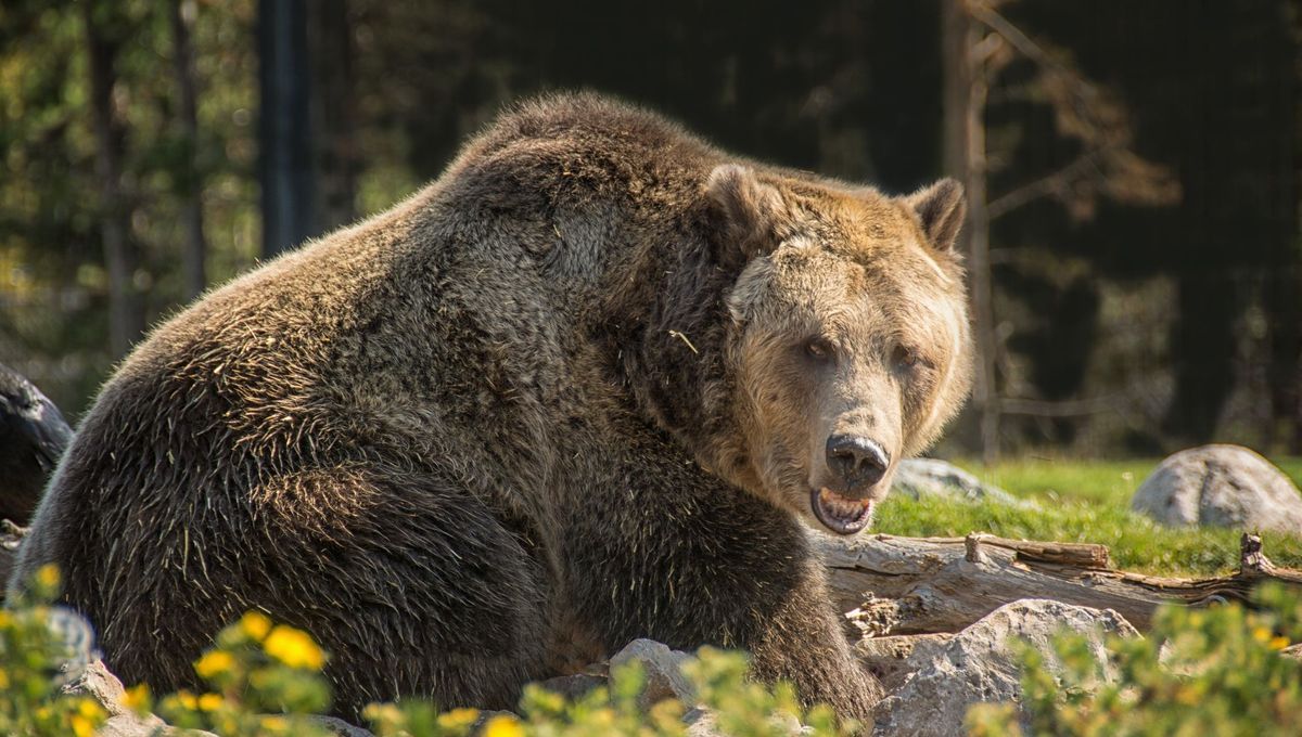 Un affrontement tragique avec un grizzly : l'histoire d'Al et Nancy