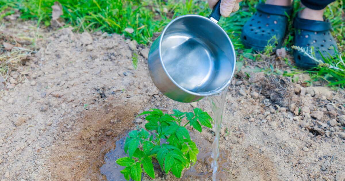 les eaux de cuisson : un allié précieux pour votre jardin