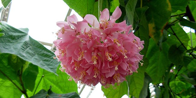 À la découverte de l'arbre à boules roses