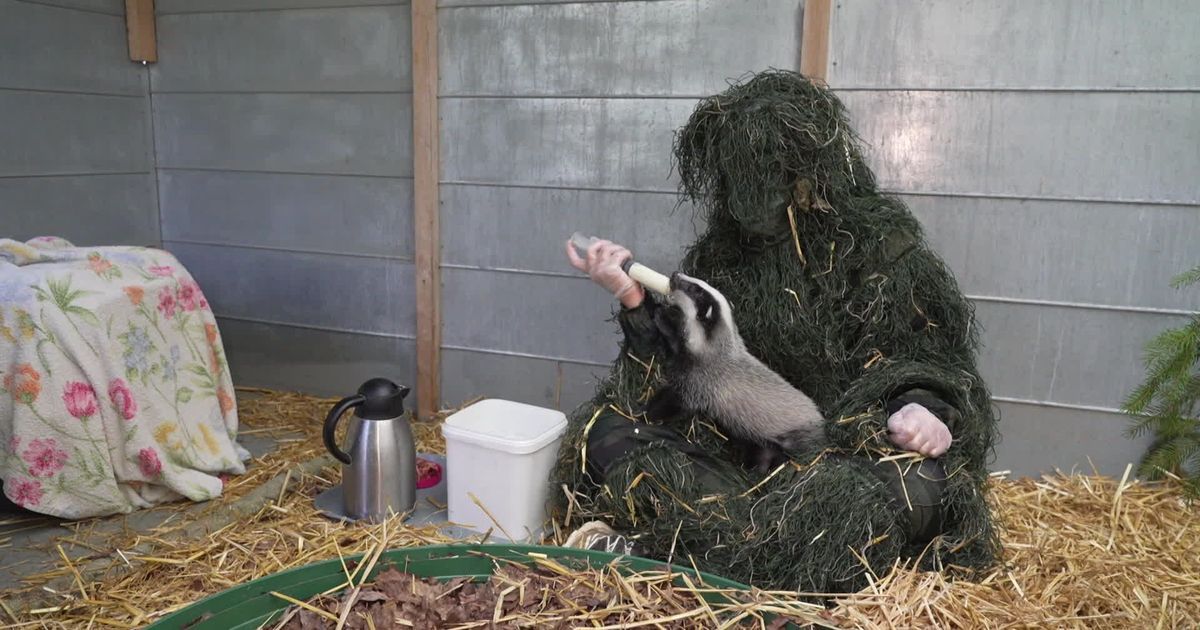 Un sanctuaire pour la faune : le centre de sauvetage de Lorraine en action