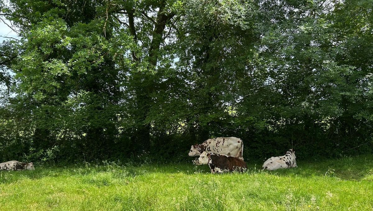 Une vache en cavale sème l'émoi dans le Bade-Wurtemberg depuis trois semaines