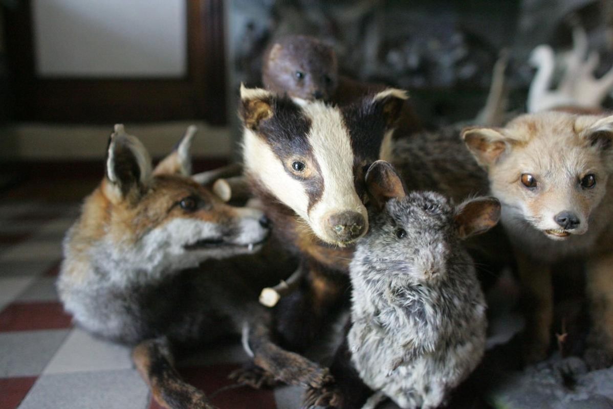 Bordeaux : une condamnation qui fait froid dans le dos pour les taxidermistes
