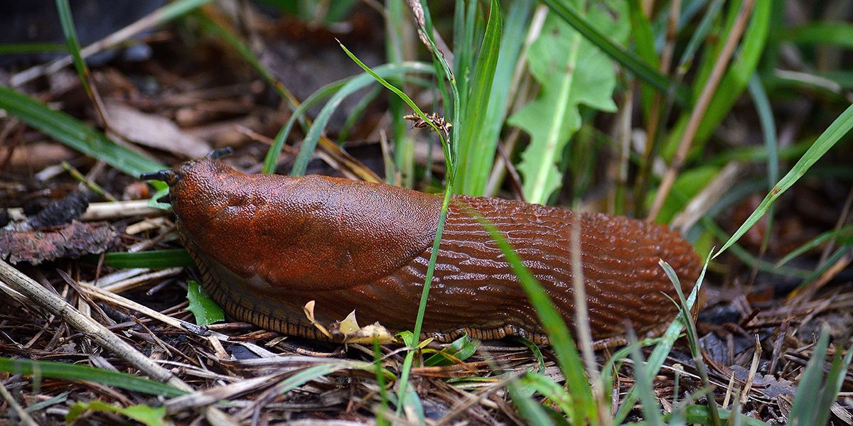 Se débarrasser des limaces : les pièges infaillibles pour votre jardin