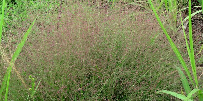 Eragrostide brillante (Eragrostis spectabilis), aux épillets rose pourpré