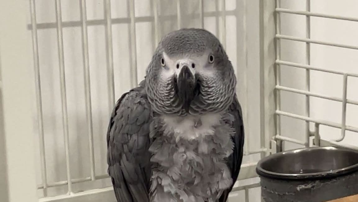 Une quête touchante à Hayange : la famille recherche Coco, leur perroquet perdu