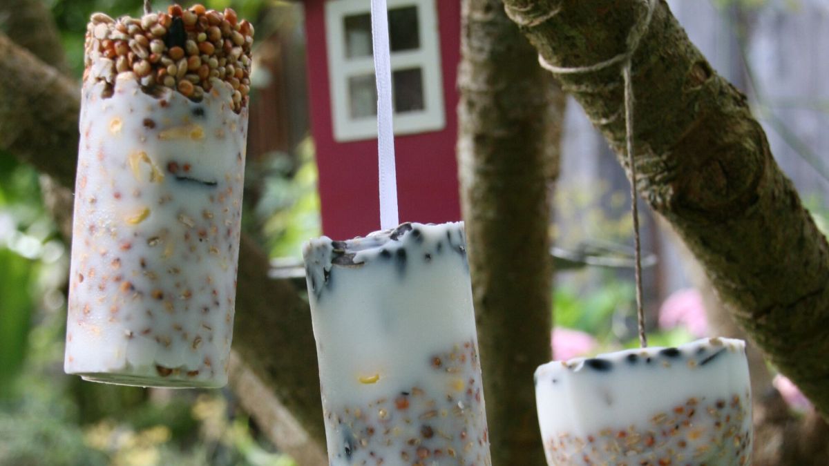 Préparez des boules de graines maison pour les oiseaux cet hiver
