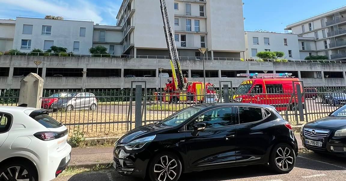 La quête pour retrouver Coco, le perroquet fugitif de Thionville