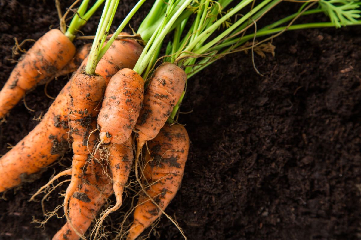 Les jours-racines du calendrier lunaire 2023 : optimiser votre jardin
