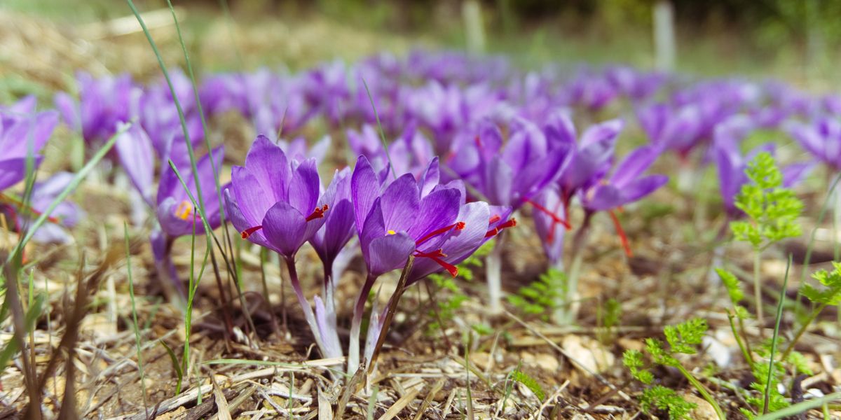 À la découverte du crocus, cette fleur qui illumine nos jardins et nos plats