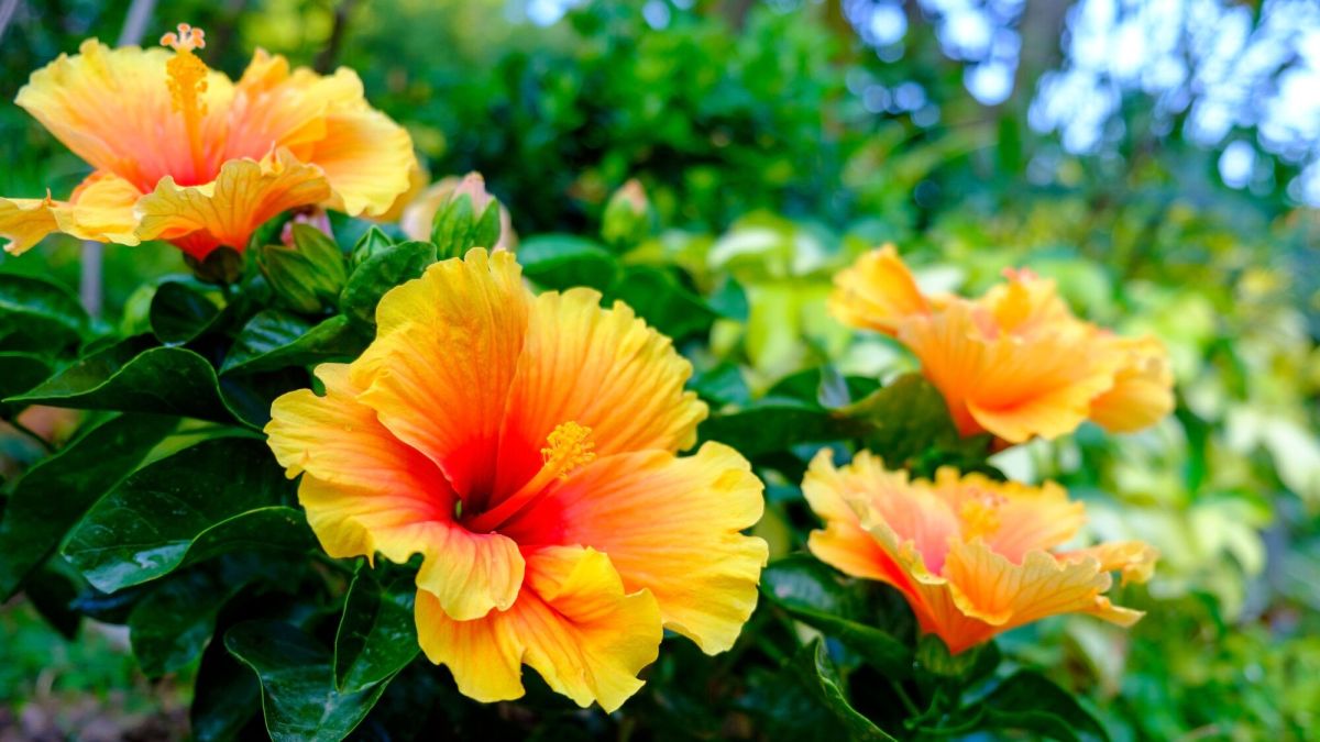 Transformez votre jardin en un havre de paix exotique en 4 étapes