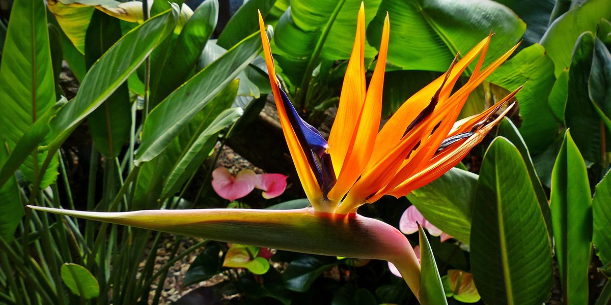 Oiseau de paradis (Strelitzia reginae), fleur exotique
