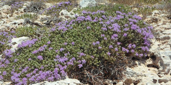Cultiver un jardin épanoui dans un sol calcaire : stratégies et plantes adaptés