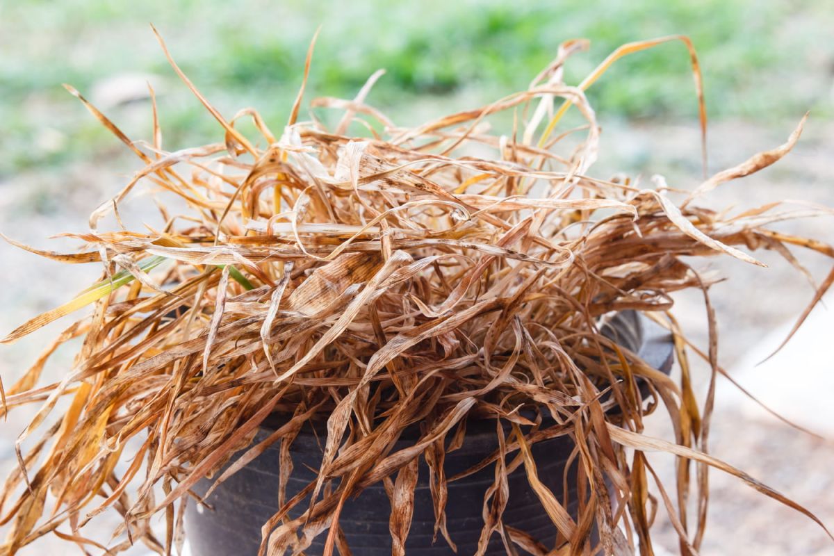 sauvez vos plantes desséchées avec ces 6 astuces surprenantes