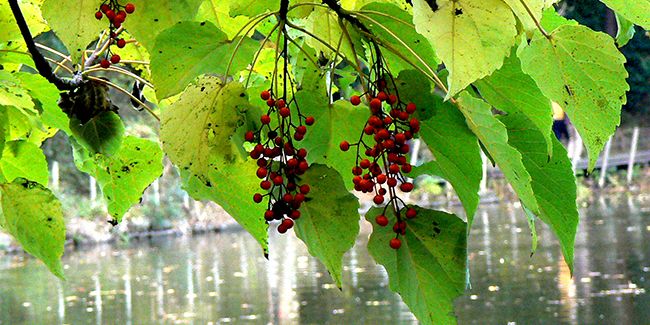Idesia polycarpa : un arbre d'ombre aux charmes exotiques
