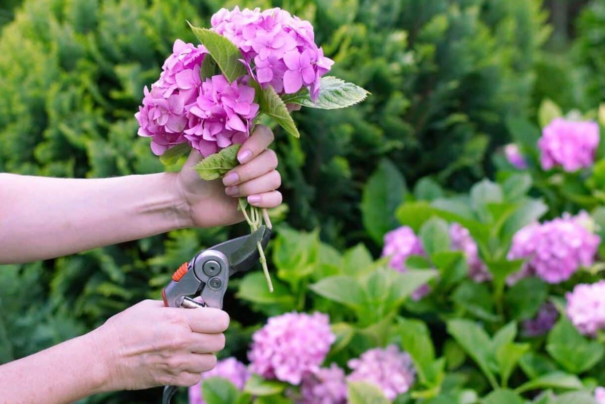 Découvrez l'art du bouturage d'hortensia : nos conseils pour réussir