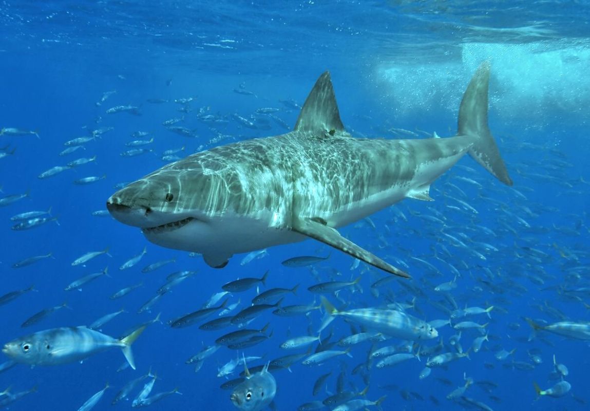 Un plongeur perdu face à un requin : drame au large des côtes australiennes