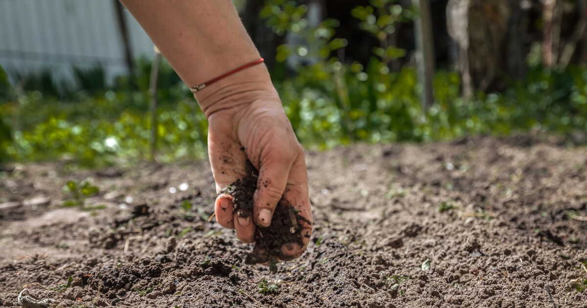 Terreau vs terre végétale : les clés pour mieux jardiner