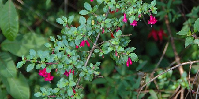 Fuchsia à petites feuilles (Fuchsia microphylla), pour les amoureux des Fuchsia