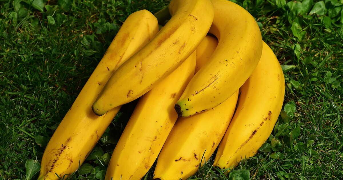Les secrets étonnants de la peau de banane pour chouchouter vos plantes