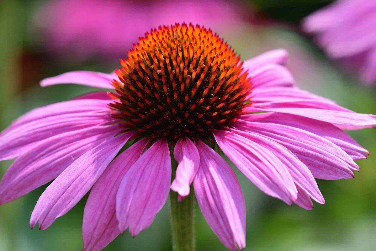 5 vivaces à semer maintenant pour un jardin éblouissant