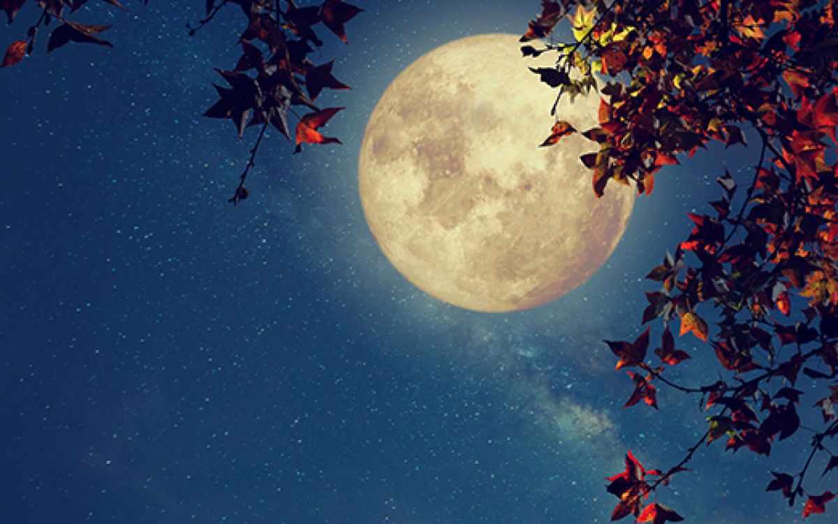 Jardiner selon les phases lunaires : votre guide 2023