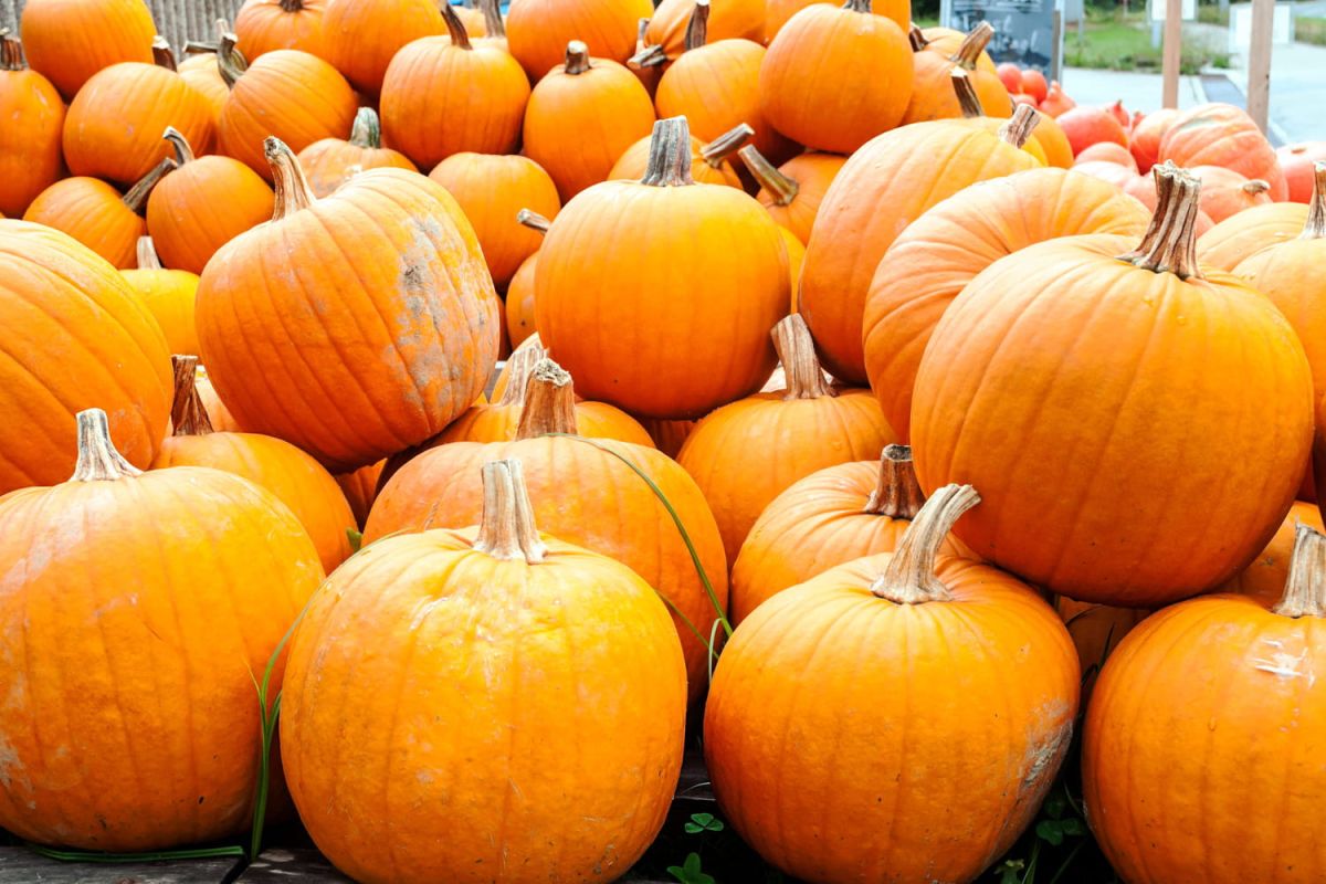 Les citrouilles d'Halloween : un charme caché et des inconvénients insoupçonnés