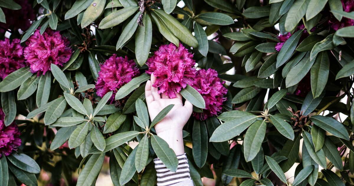 Rhododendron : les secrets d'une taille réussie
