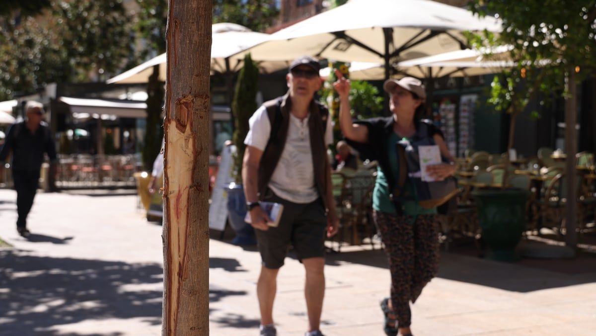 Des jeunes s'attaquent aux arbres d'Aix : la Ville monte au créneau
