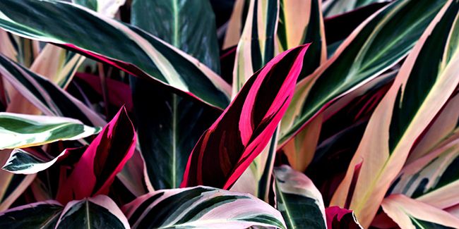 Stromanthe : une touche de couleur pour votre intérieur