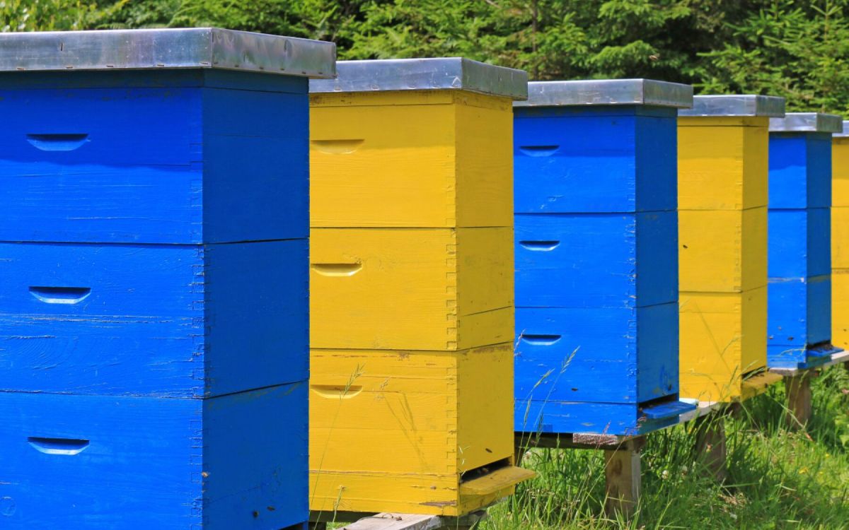 Installer une ruche dans votre jardin