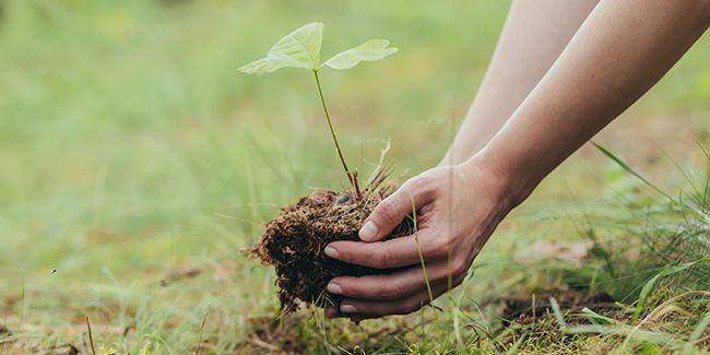 Produire ses propres plants d'arbres : un guide pratique