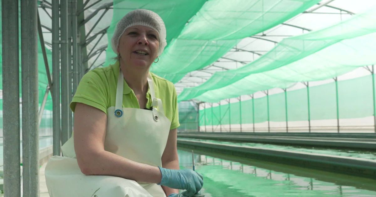 La spiruline en Moselle : une productrice dévoile ses secrets