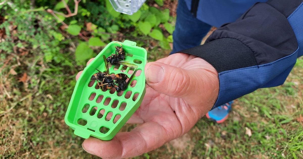 La bataille efficace contre le frelon asiatique au Val d'Ajol