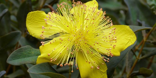 Démystification du millepertuis (Hypericum spp.)