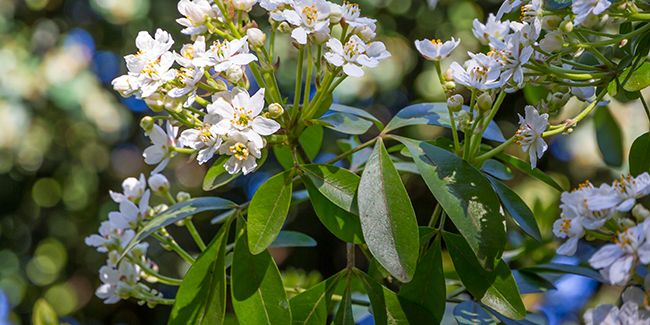 L’oranger du Mexique : un arbuste parfumé pour tous les jardins