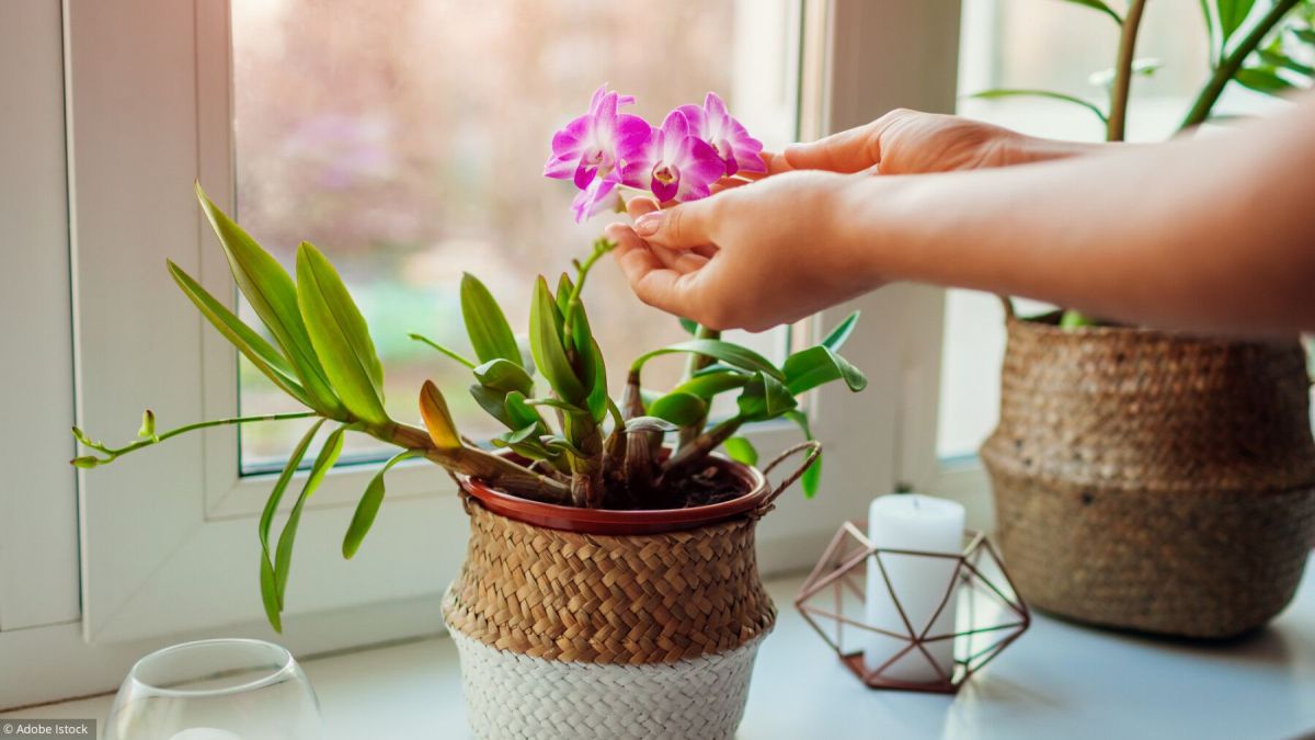 Secrets pour sublimer vos orchidées à la maison