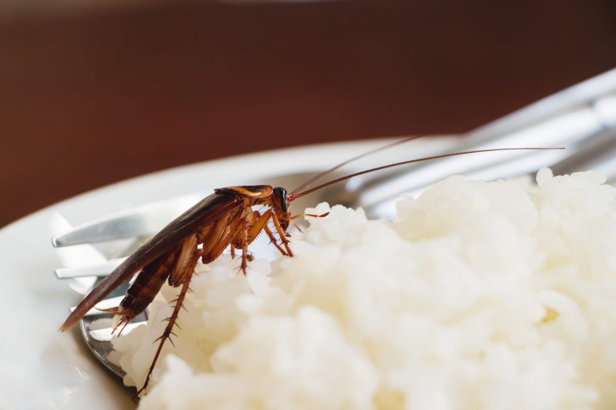 Que risquez-vous en ingérant des insectes invisibles dans votre plat ?