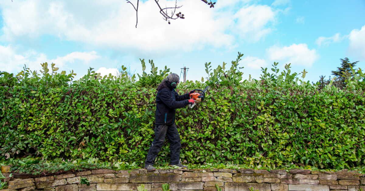 Quand couper les branches de son voisin ? 3 cas à connaître