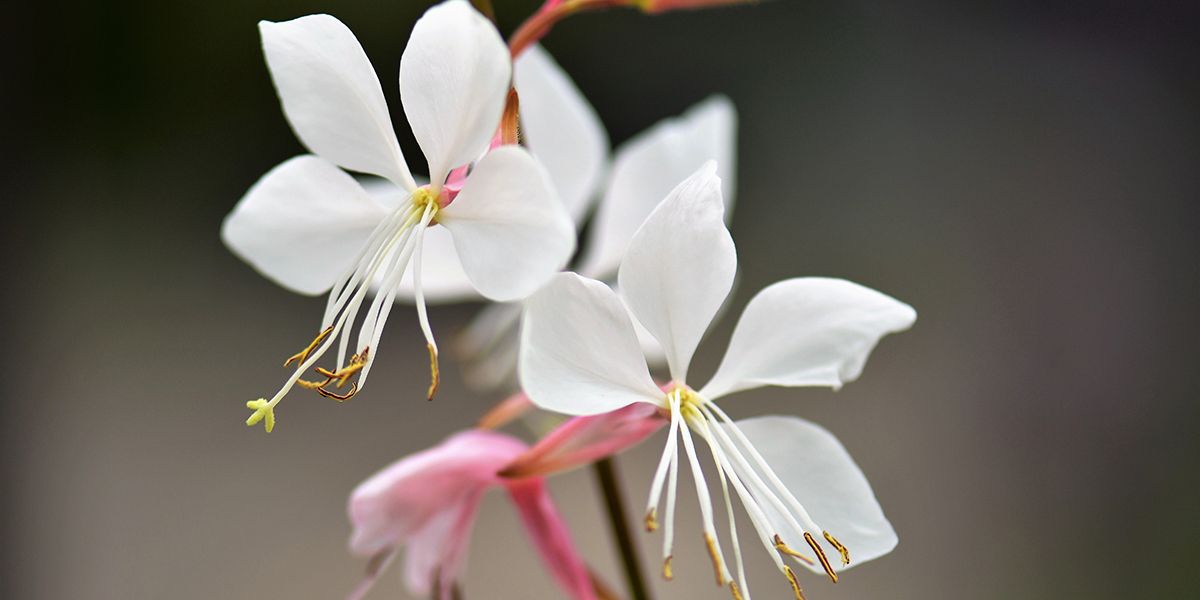 Gaura de Lindheimer : une beauté pour sols pauvres et secs