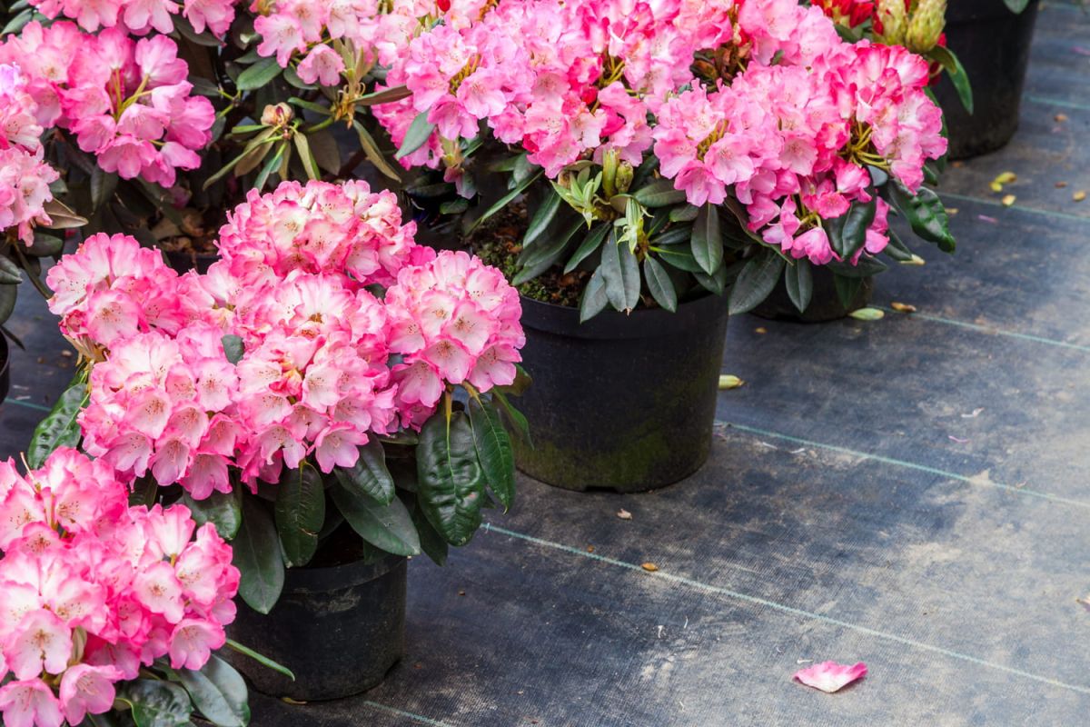 Rhododendron en pot : vos questions sur plantation, entretien et maladies