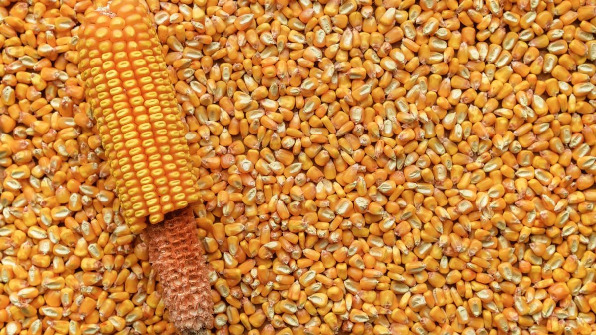 Les États-Unis prévoient un record de production de maïs en 2026-27