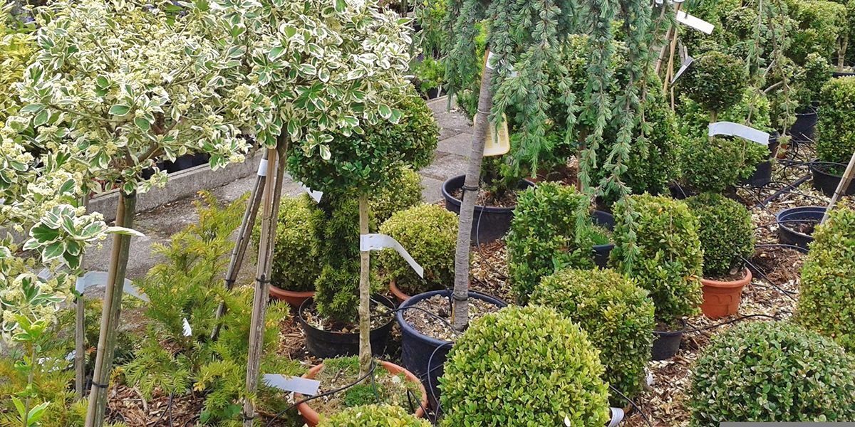 La méthode pour planter un arbre facilement en motte ou en conteneur