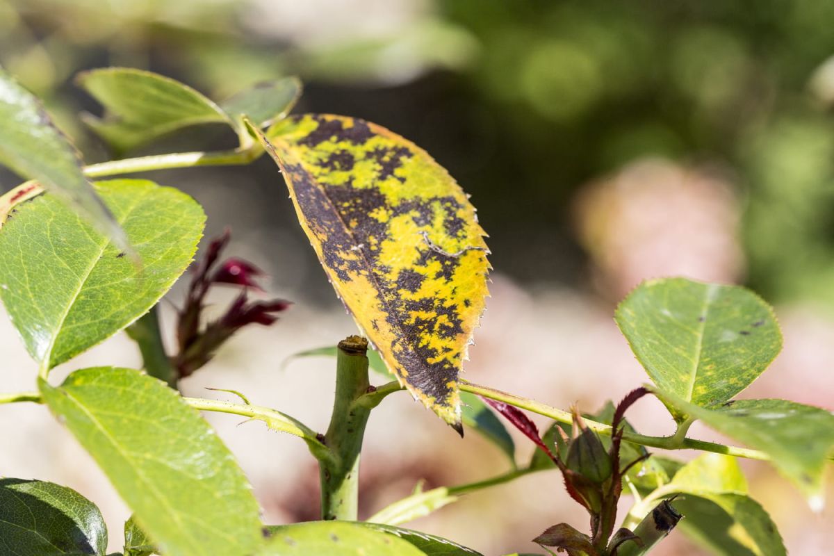 Lutter contre la chlorose du rosier : conseils pratiques pour des fleurs éclatantes