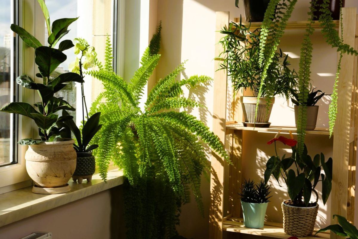 offrir un emplacement stratégique à vos plantes d’intérieur : attention aux pièges