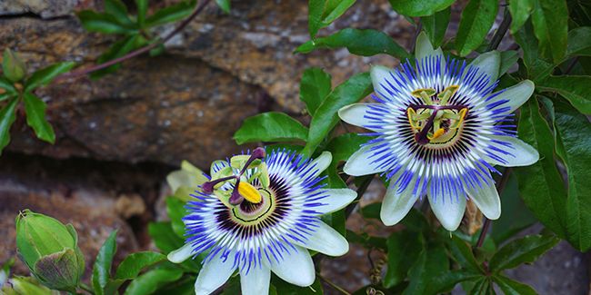 À la découverte de la passiflore bleue, une beauté grimpante au caractère délicat