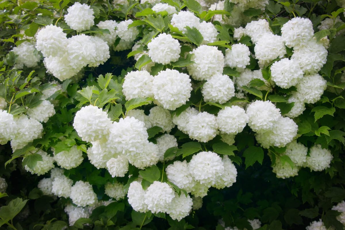 Des fleurs XXL pour embellir votre jardin toute l'année