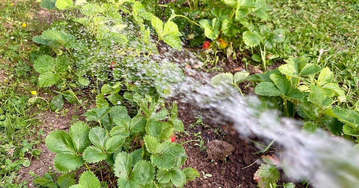 Des mesures de restriction de l'eau dans la Marne face à la sécheresse