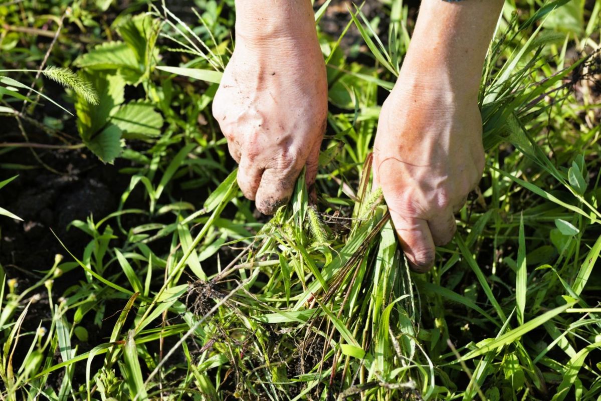 Adieu corvées : ces plantes transforment l'entretien du jardin