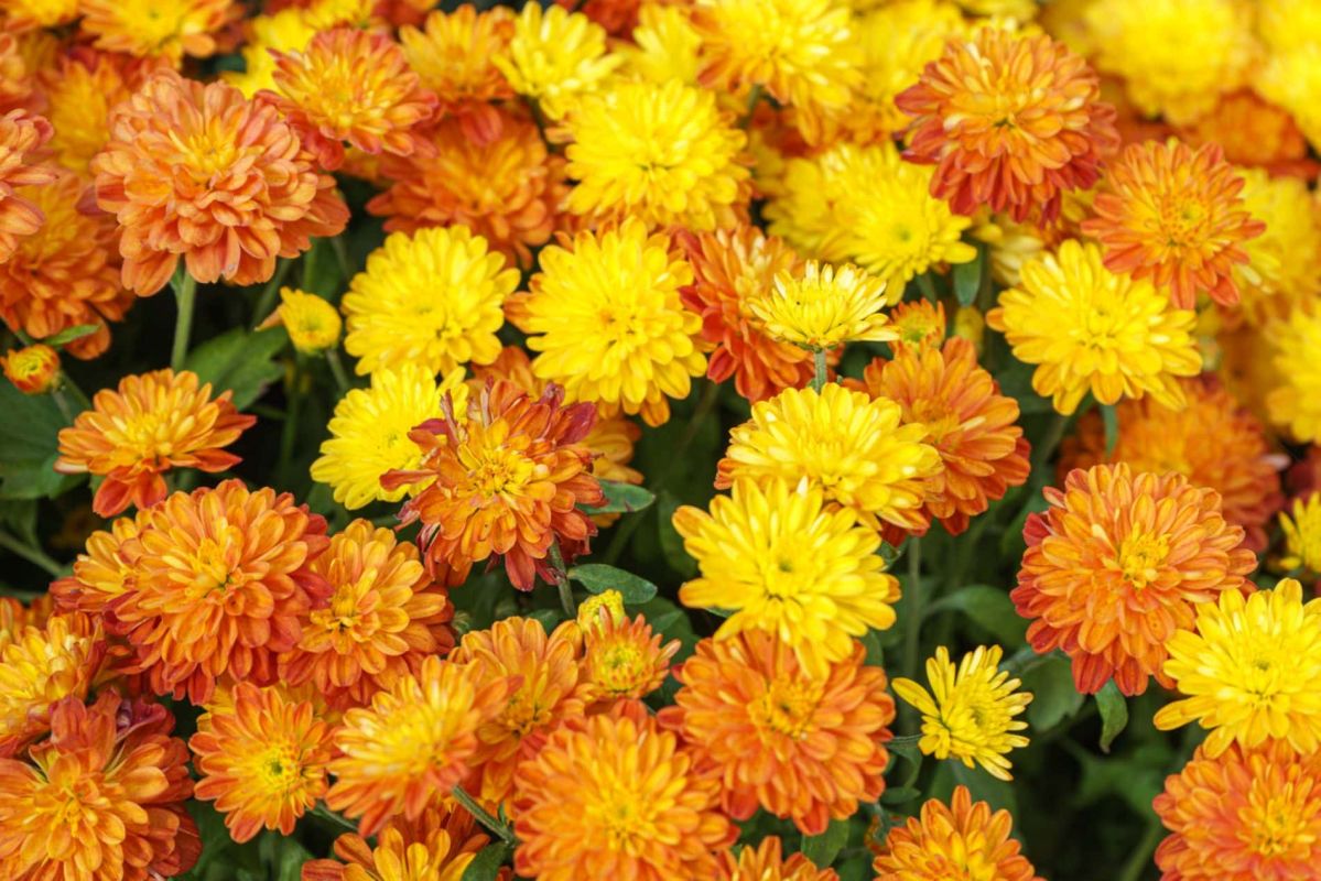 Des chrysanthèmes toujours éblouissants : conseils pour les préserver